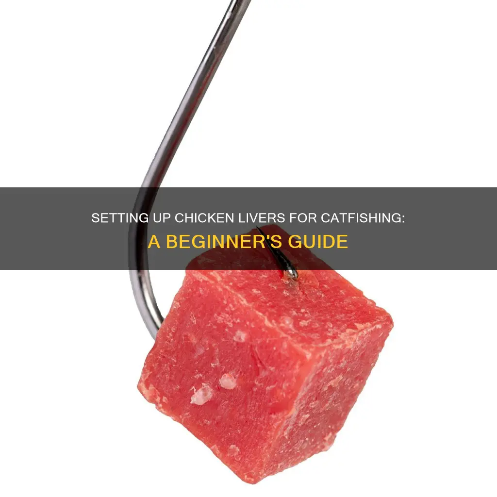 how to set up chicken livers for catfishi g