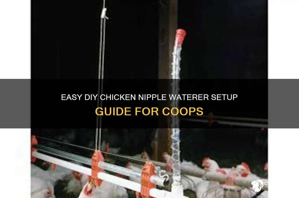 how to set up chicken nipple waterer