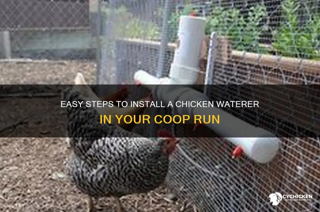 how to set up chicken waterer in run