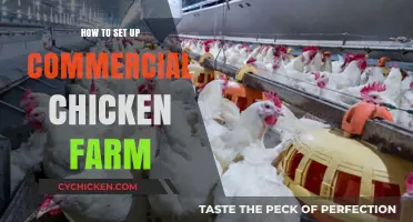 Ultimate Guide to Setting Up a Profitable Commercial Chicken Farm