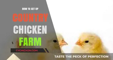 Ultimate Guide to Starting Your Own Country Chicken Farm