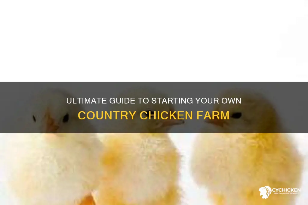 how to set up country chicken farm