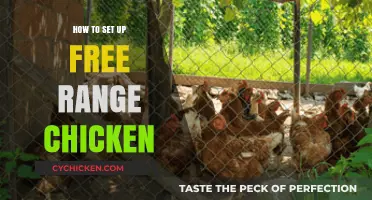 Creating a Happy Flock: Guide to Free-Range Chicken Setup