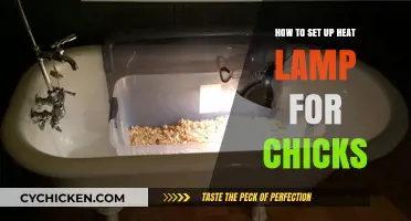 Setting Up a Heat Lamp for Chicks: A Step-by-Step Guide