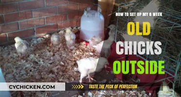 Setting Up Outdoor Homes for Your 8-Week-Old Chicks