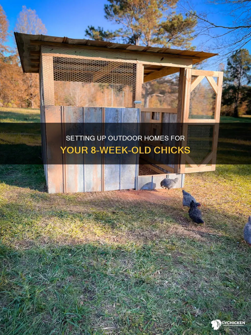 how to set up my 8 week old chicks outside
