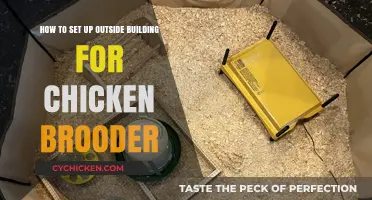 Setting Up an Outdoor Chicken Brooder: A Step-by-Step Guide