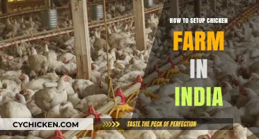Complete Guide to Starting a Profitable Chicken Farm in India