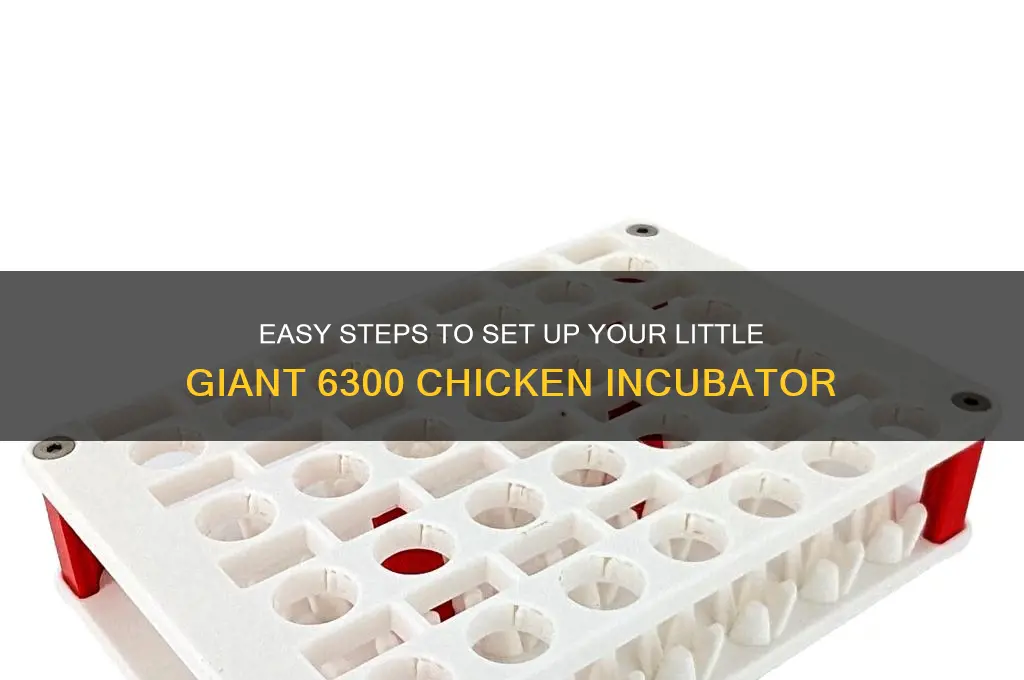 how to setup chicken incubator little giant 6300