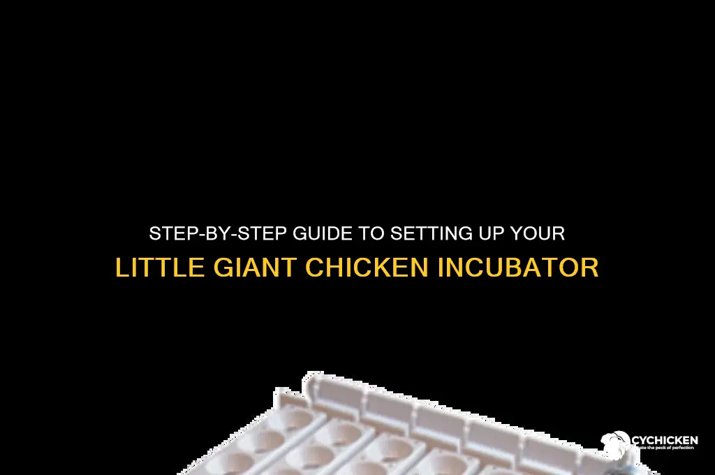how to setup chicken incubator little giant