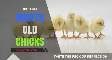 Identifying Chick Gender: A Beginner's Guide to 1-Month-Old Chicks