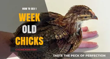 Identifying Chick Gender: A Beginner's Guide to Week-Old Chicks
