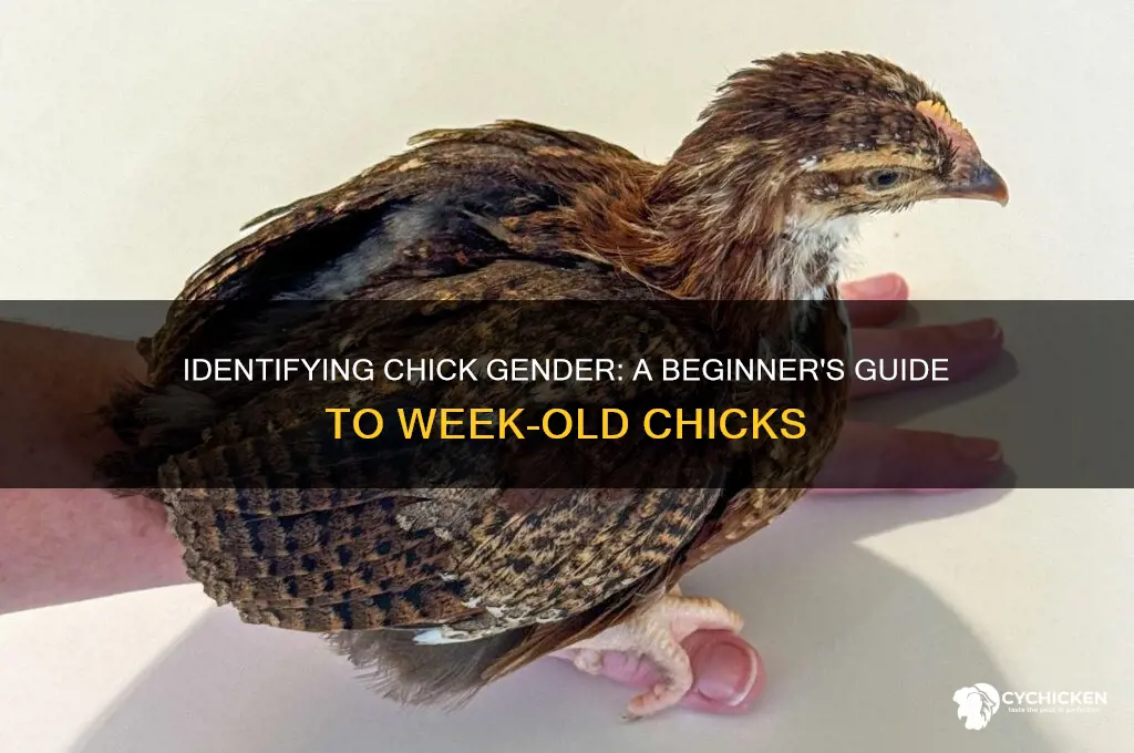 how to sex 1 week old chicks