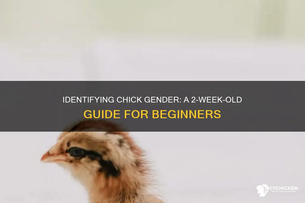 how to sex 2 week old chicks