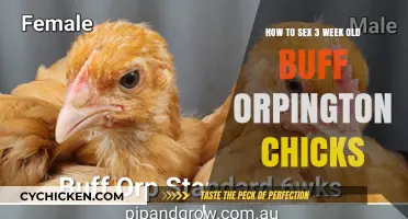 Sexing Buff Orpingtons: A 3-Week Guide