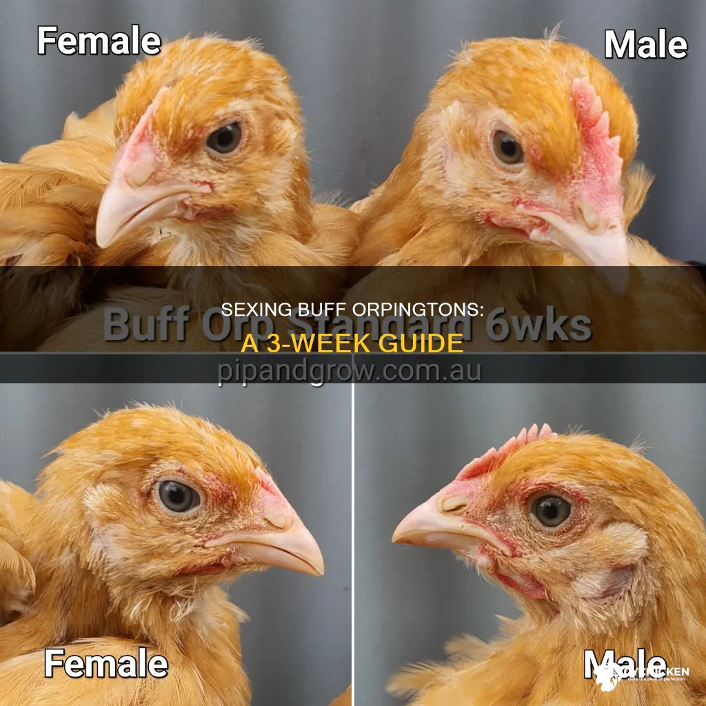 how to sex 3 week old buff orpington chicks
