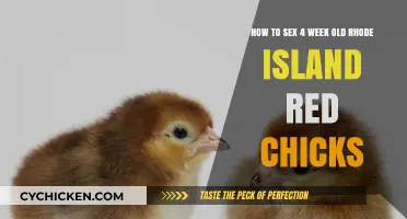 Sexing Rhode Island Reds: Week 4 Chick Secrets