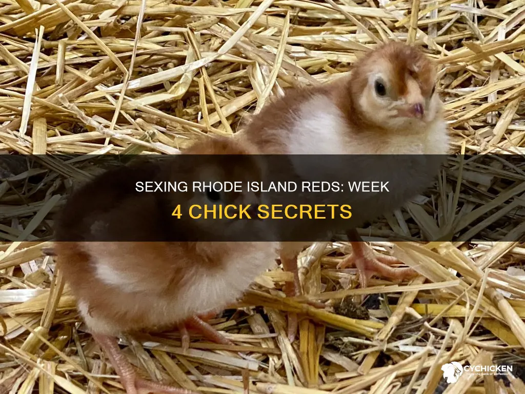 how to sex 4 week old rhode island red chicks