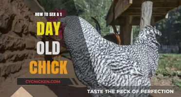 Identifying Chick Gender: A Beginner's Guide to Day-Old Chicks