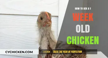 Early Chick Gender Identification: Tips for 1-Week-Old Chicken Sexing