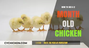 Identifying Your Chick's Gender: A 2-Month-Old Chicken Guide