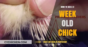 Identifying Chick Gender: A 3-Week-Old Guide for Beginners