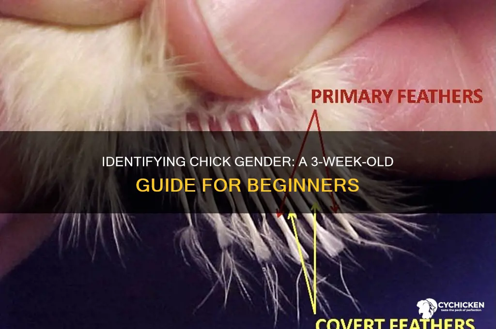 how to sex a 3 week old chick