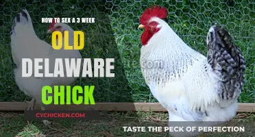 Sexing Delaware Chicks: A 3-Week Guide