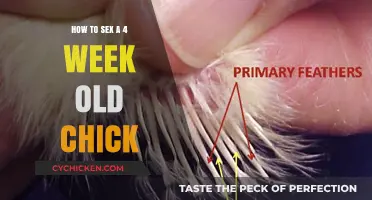 Identifying Chick Gender: A 4-Week-Old Guide for Beginners