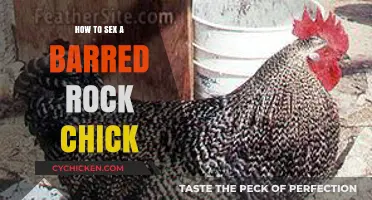 Identifying Barred Rock Chick Gender: A Beginner's Guide to Vent Sexing