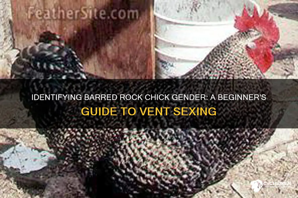 how to sex a barred rock chick