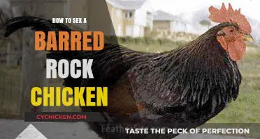Identifying Barred Rock Chicken Gender: A Simple Step-by-Step Guide