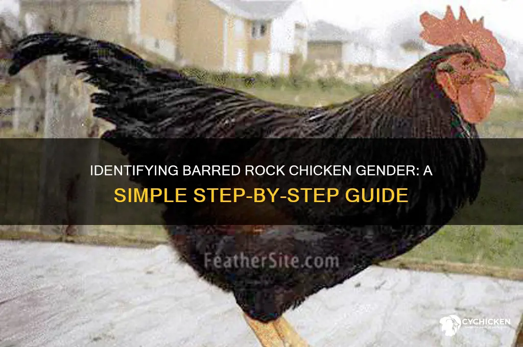 how to sex a barred rock chicken