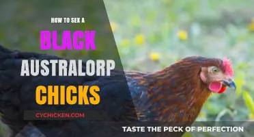 Identifying Black Australorp Chick Gender: A Beginner's Guide to Vent Sexing