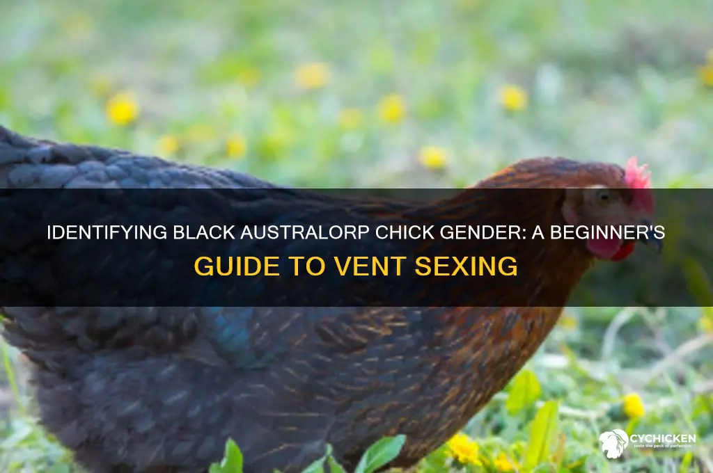 how to sex a black australorp chicks