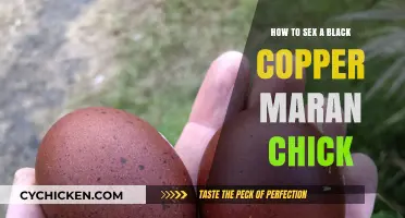 Identifying Gender in Black Copper Maran Chicks: A Beginner's Guide