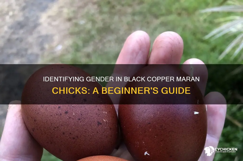 how to sex a black copper maran chick
