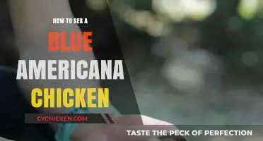 Identifying the Gender of Your Blue Americana Chickens: A Guide