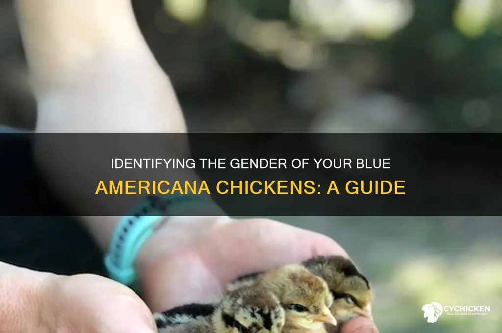 how to sex a blue americana chicken
