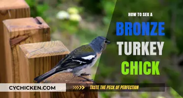 Identifying the Gender of Your Bronze Turkey Chick: A Simple Guide