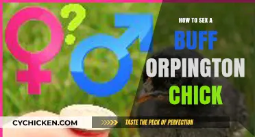 Identifying Buff Orpington Chick Gender: A Beginner's Guide to Vent Sexing
