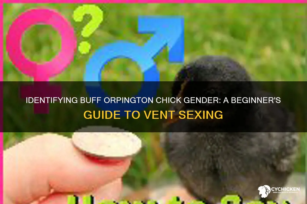 how to sex a buff orpington chick