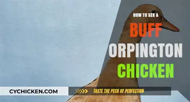 Identifying the Gender of Your Buff Orpington Chickens: A Guide