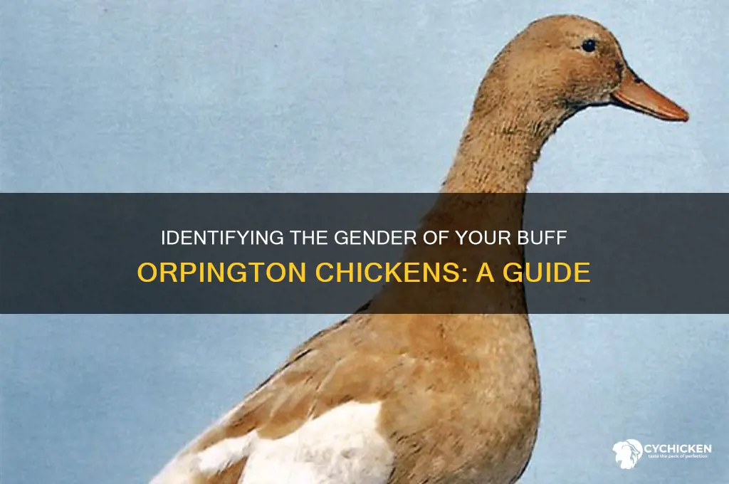 how to sex a buff orpington chicken