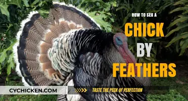 Identifying Chick Gender Through Feather Patterns: A Beginner's Guide
