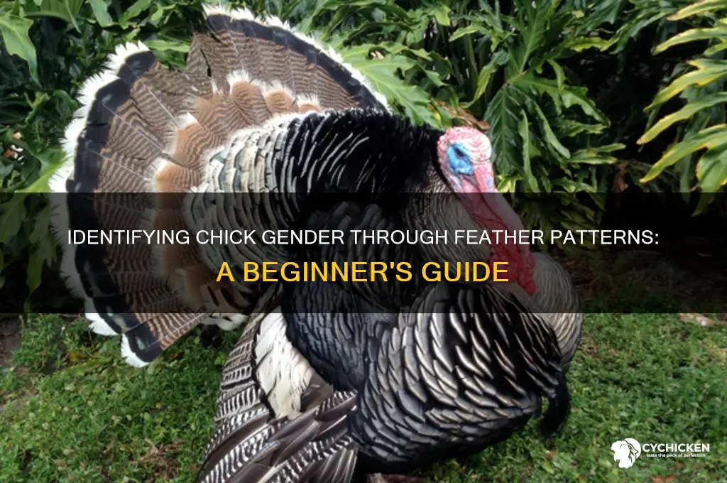 how to sex a chick by feathers