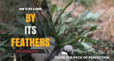 Identifying Chick Gender: Feather Patterns and Characteristics Explained