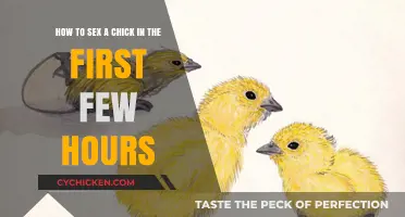 Sexing Chicks: First Few Hours are Crucial