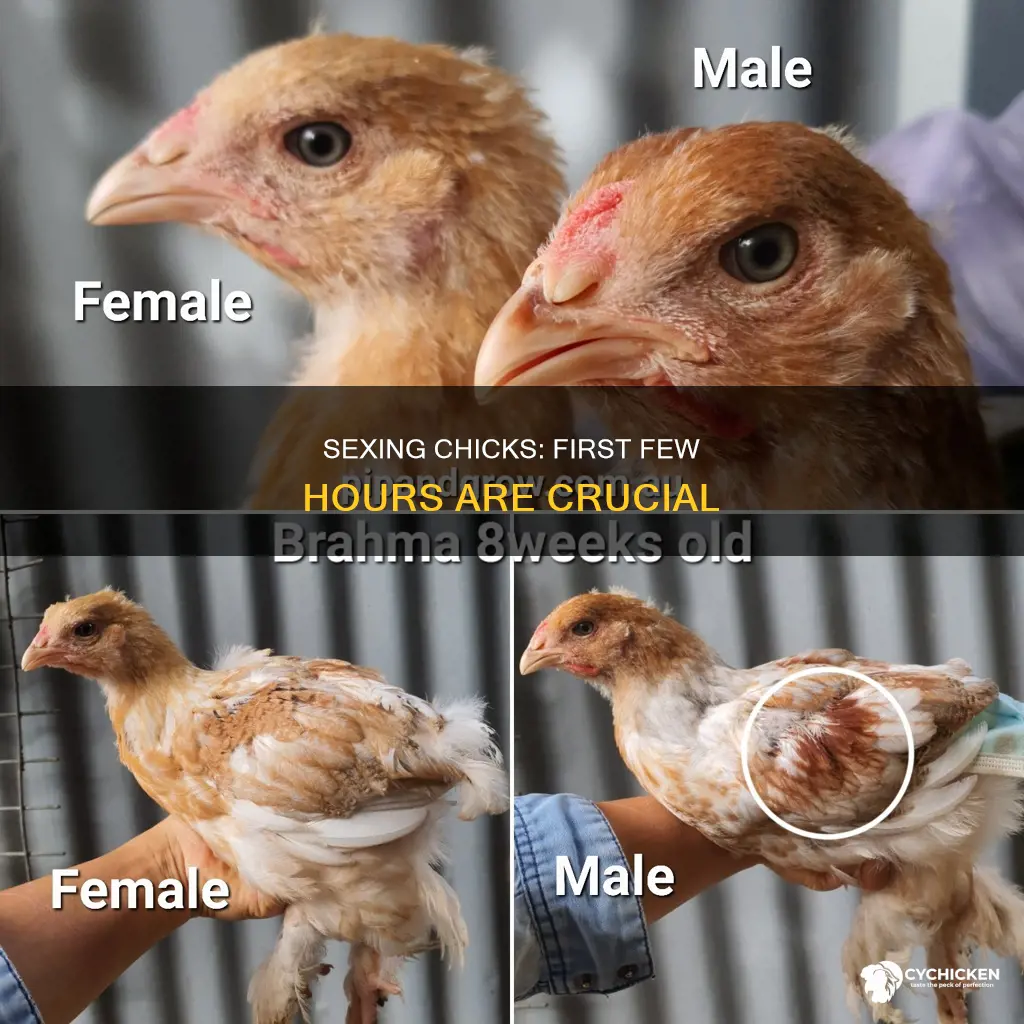 how to sex a chick in the first few hours