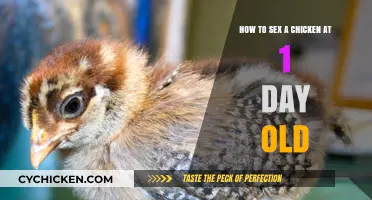 Sexing Chickens: Day-Old Chick Identification